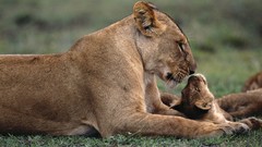 Nature Lions baby animals