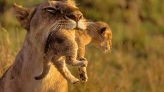 Nature Lions mother baby animals