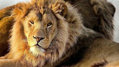Nature Lions wild animals