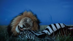 Nature Lions zebras eating national geographic biting wild 