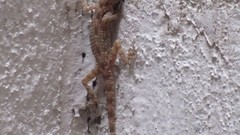 Nature lizards iran artwork lacertilian