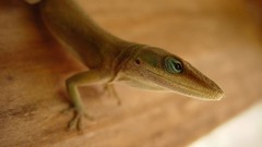 Nature lizards reptile