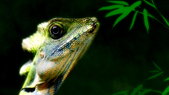 Nature lizards Reptiles