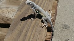 Nature lizards Reptiles