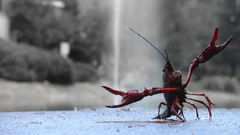 Nature Lobsters