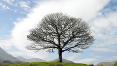 Nature lonely tree hill
