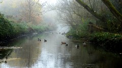 Nature love England Ducks natural Birmingham