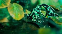 Nature love Green Toads amphibians Poison Dart Frogs