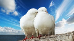 Nature love white Birds climbing