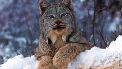 Nature lynx