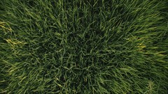 Nature Machine Green