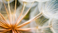 Nature macro dandelions