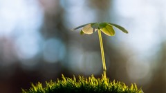 Nature macro depth of