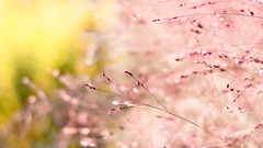 Nature macro depth of