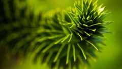 Nature macro depth of