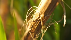 Nature macro depth of