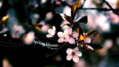 Nature macro depth of