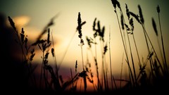 Nature macro depth of