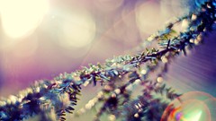 Nature macro depth of