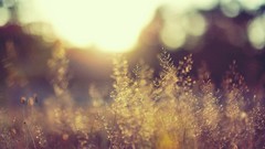 Nature macro depth of