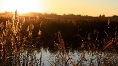Nature macro depth of