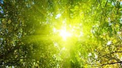 Nature macro depth of