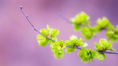 Nature macro depth of