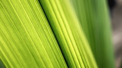 Nature macro depth of