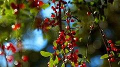 Nature macro depth of