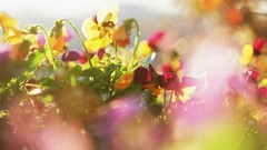 Nature macro depth of