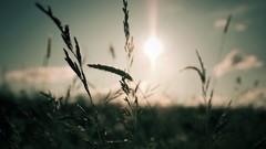 Nature macro depth of