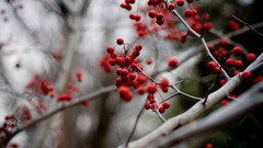 Nature macro depth of