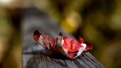 Nature macro depth of