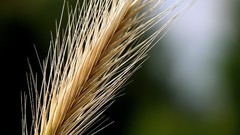 Nature macro depth of