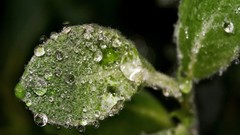 Nature macro depth of