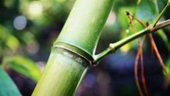 Nature macro depth of