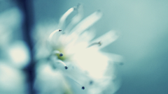 Nature macro depth of