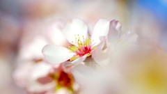 Nature macro Flowers