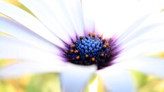 nature macro Flowers Plants