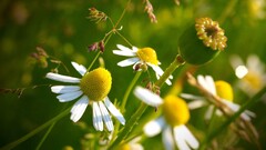 nature macro Flowers white flowers Daisies