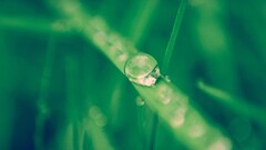 nature macro grass water drops Plants