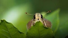 nature macro Green Animals insect Plants leaves green background