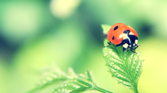 Nature macro ladybirds