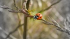 Nature macro ladybirds
