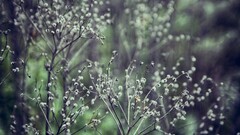 nature macro Plants outdoors