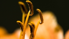 Nature macro pollen hibiscus
