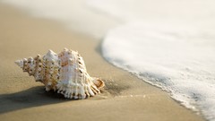 Nature macro seashells Beaches