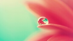 nature macro water drops Flowers dew petals