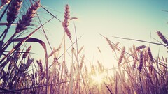 nature macro wheat spikelets sunlight Plants outdoors low-angle