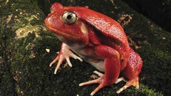 Nature Madagascar Frogs tomato rare amphibians